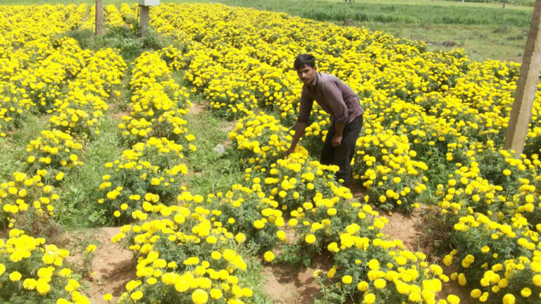 ಕುಸಿದ ಸೇವಂತಿ ಹೂವಿನ ಬೆಲೆ, ಸಂಕಷ್ಟದಲ್ಲಿ ಬೆಳೆಗಾರರು