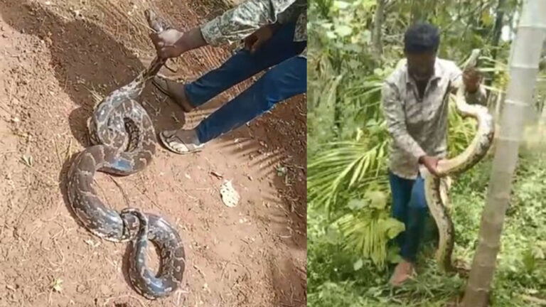 ದೊಡ್ಡಬಳ್ಳಾಪುರ : ಅಡಿಕೆ ತೋಟದಲ್ಲಿ ಭಾರೀ ಗಾತ್ರದ ಹೆಬ್ಬಾವು ಪತ್ತೆ