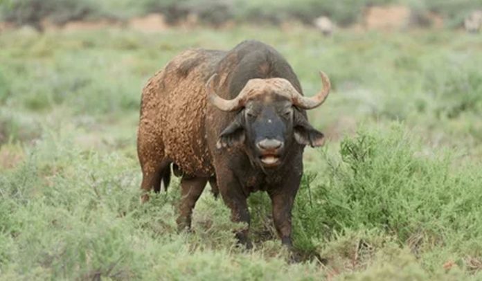 Cape Buffalo