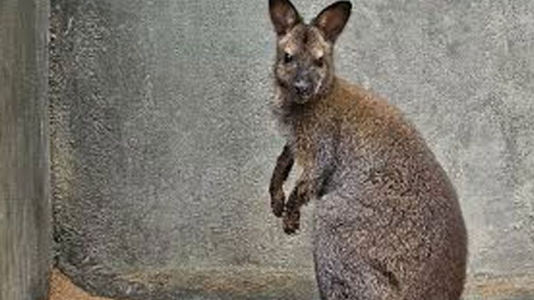 ತಿರುಪತಿಯಲ್ಲಿರುವ ಶ್ರೀ ವೆಂಕಟೇಶ್ವರ ಮೃಗಾಲಯದಲ್ಲಿ ಕಾಂಗರೂ ಸಾವು