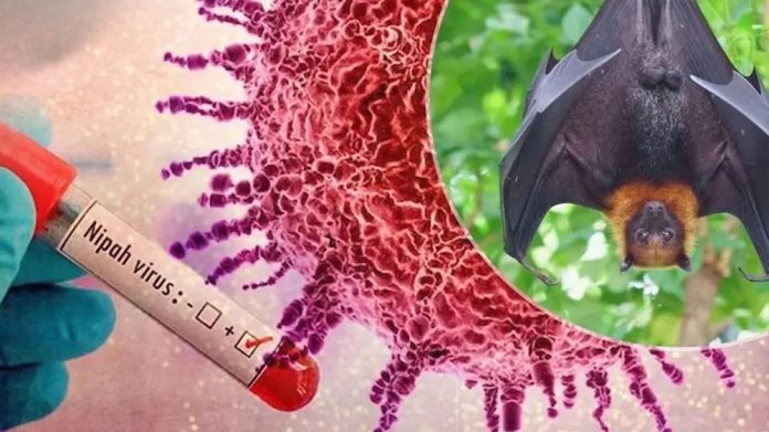 Nipah virus