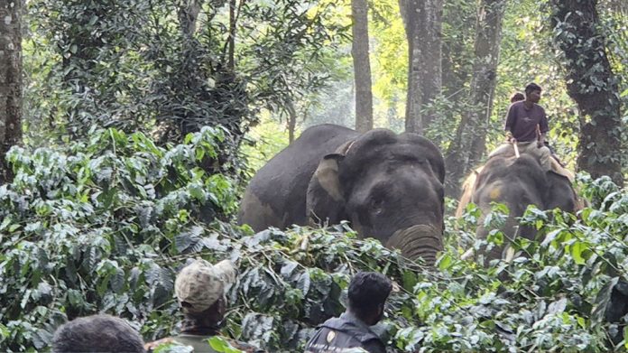 Elephants in a dense forest with riders on their backs, seen through thick jungle foliage.