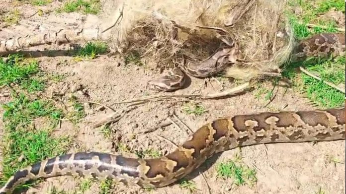 Doddaballapura: Huge python found in fish net