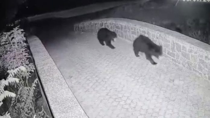 Bear