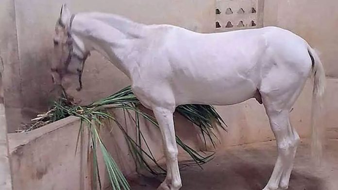 Horse donated to Tirupati Gau Sanrakshan School dies