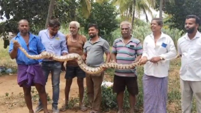 10-foot-long python rescued