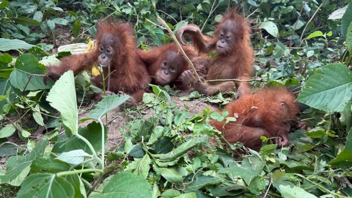 Orangutans