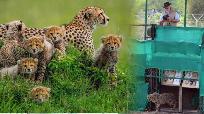 Project Cheetah