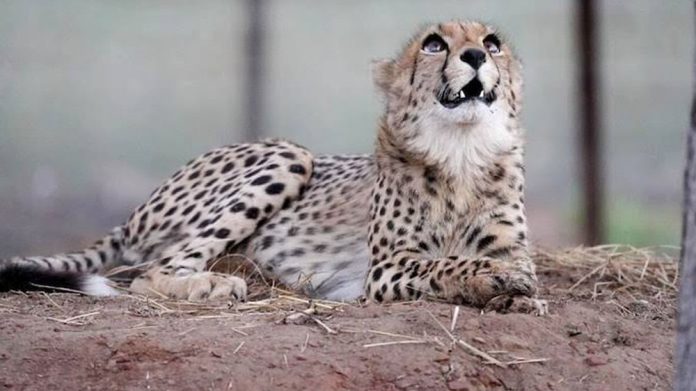 cheetah